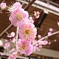 櫻花_2
