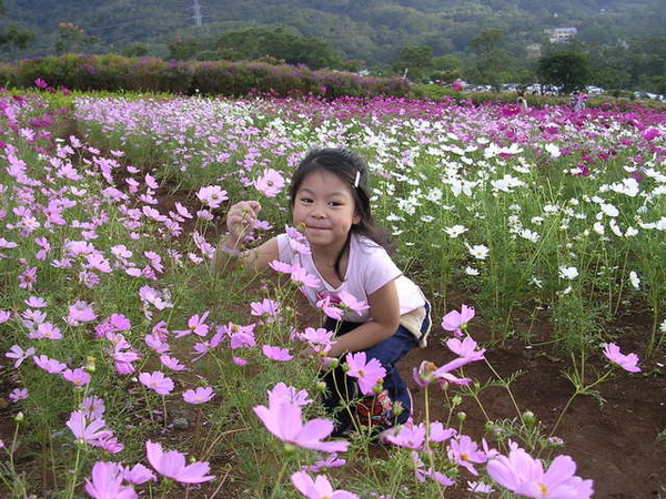 波斯菊花海