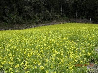 台7甲_四季與南山部落_4