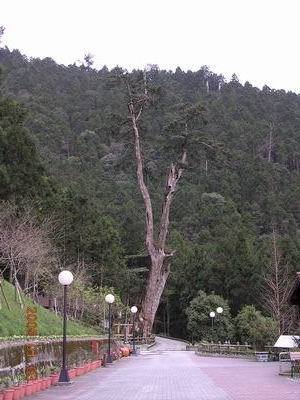 明池巨木