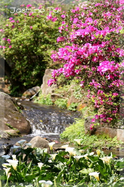 杜鵑花