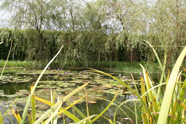 迷霧花園