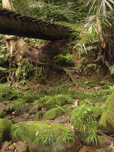 木橋