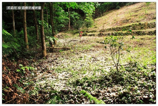 這個小山坡正上方開滿的桐花