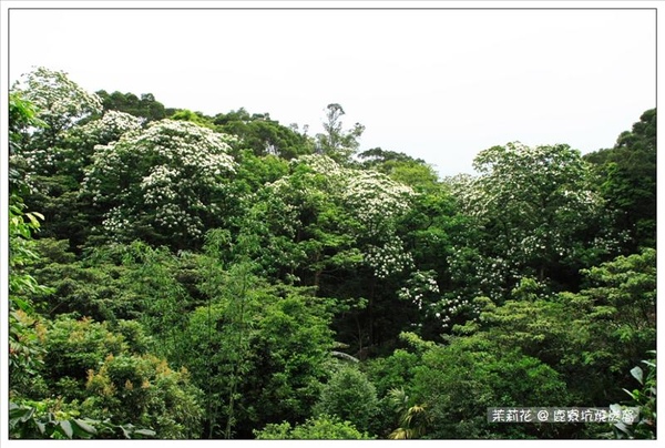 這就是桐花林.中間那個空就先前站的地方