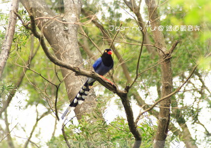 3/19 緣道觀音寺_台灣藍鵲