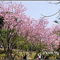 東勢林場賞櫻-05.jpg