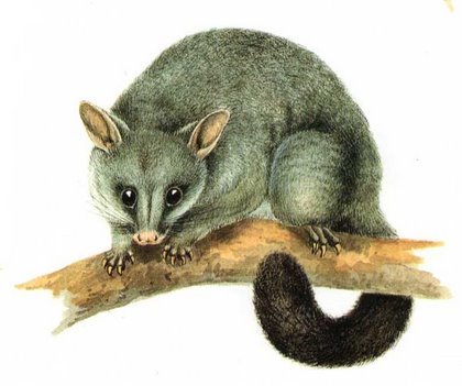 Possum