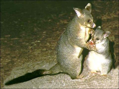 Possum(Mother & Child)