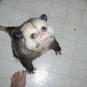 Pet Possum