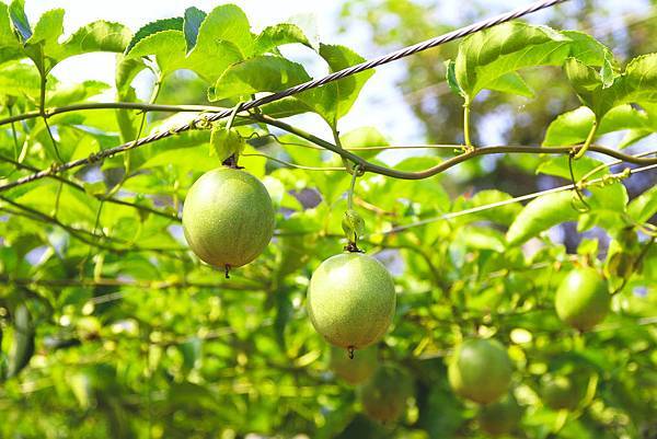 IMG_3649拷貝 IMG_3649拷貝