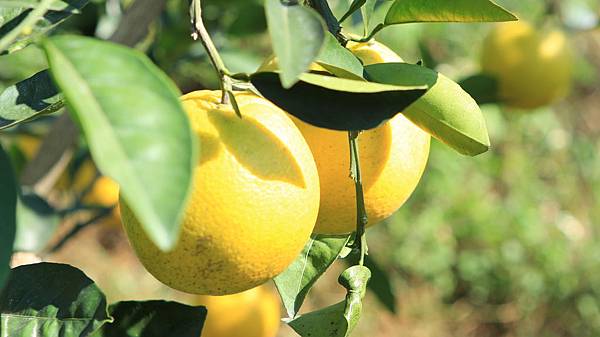 臍橙、檸檬 008 臍橙、檸檬 008