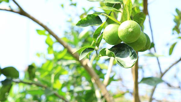 臍橙、檸檬 028 臍橙、檸檬 028