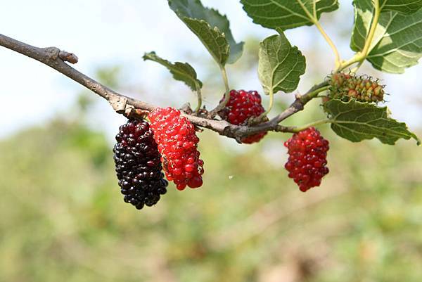 IMG_2597.JPG IMG_2597.JPG