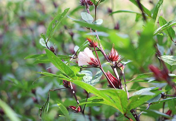 IMG_4590.JPG IMG_4590.JPG