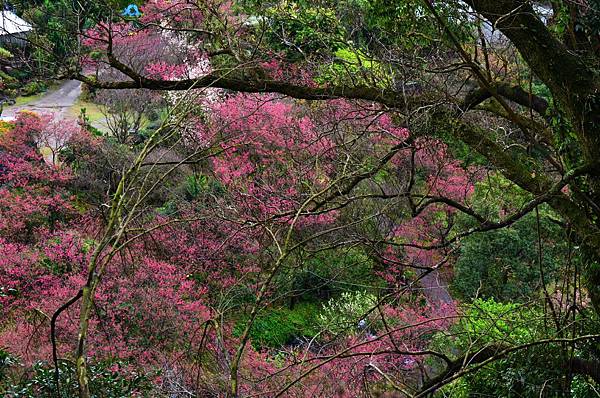 DSC_7438 DSC_7438