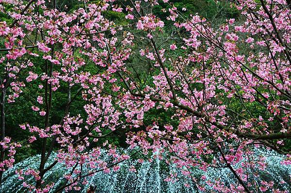 DSC_7490 DSC_7490
