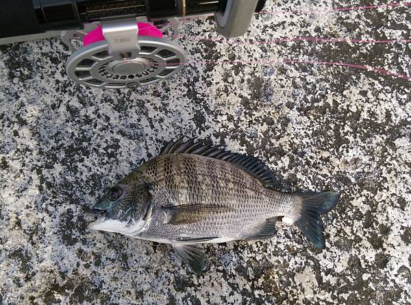 20150618魚4 20150618魚4