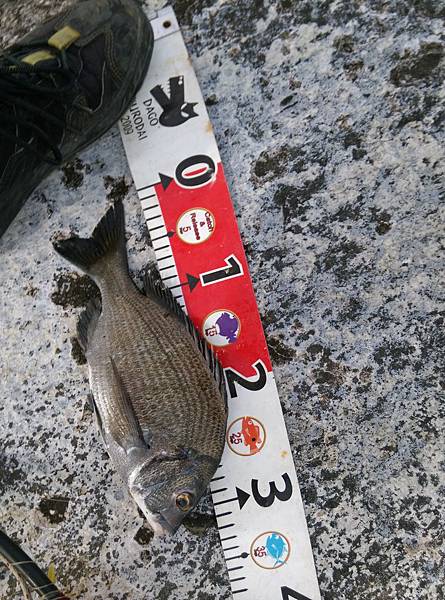 20150618魚1 20150618魚1