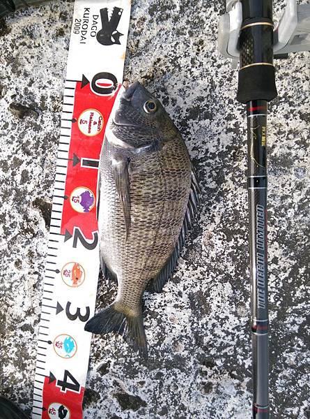 20150618魚3 20150618魚3