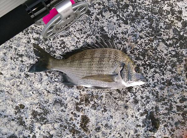 20150618魚2 20150618魚2