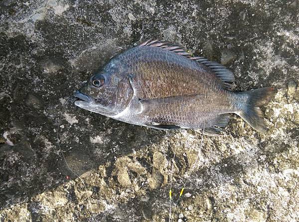 20150617魚4 20150617魚4