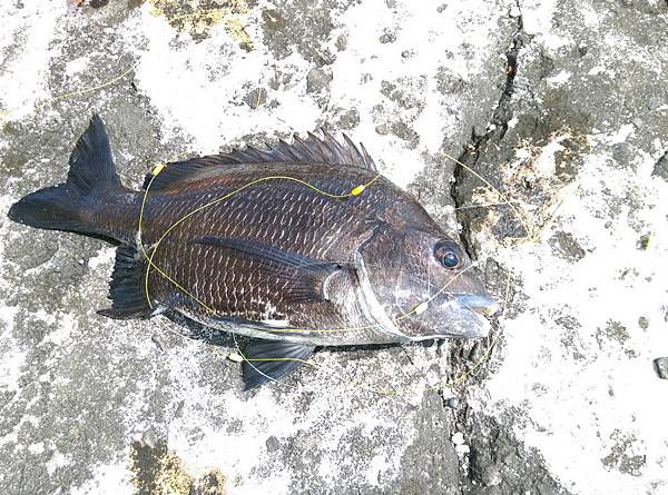20150617魚7 20150617魚7