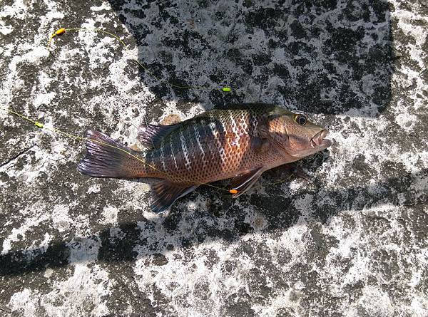 20150617魚6 20150617魚6