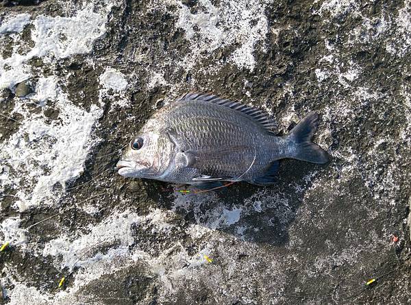 20150617魚3 20150617魚3
