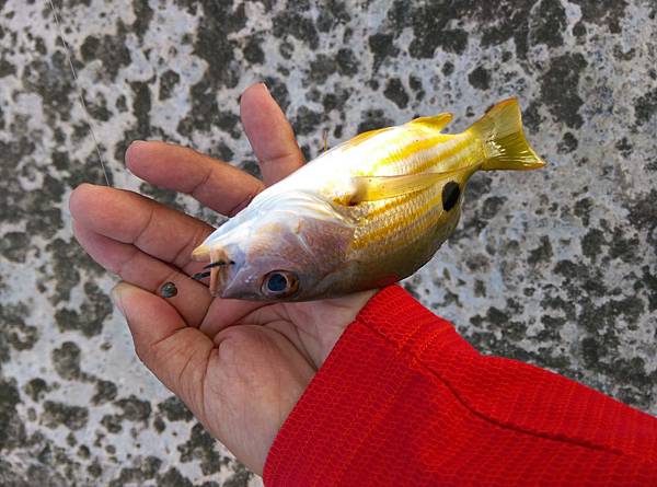 20150629魚1.jpg 20150629魚1.jpg