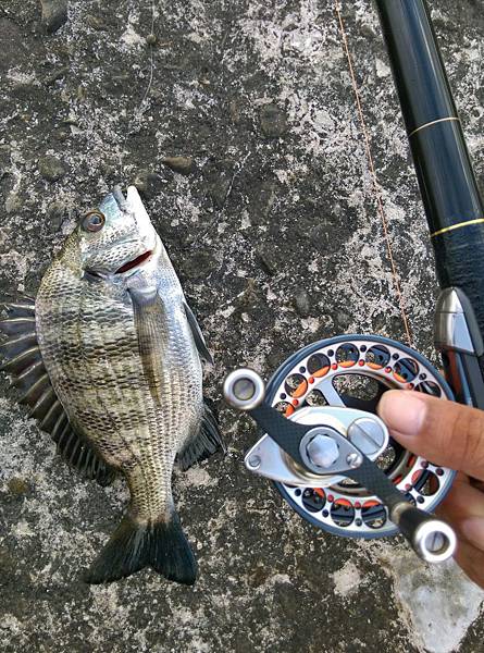 20150629魚3.jpg 20150629魚3.jpg