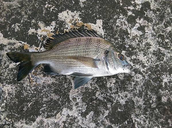 20150629魚4.jpg 20150629魚4.jpg