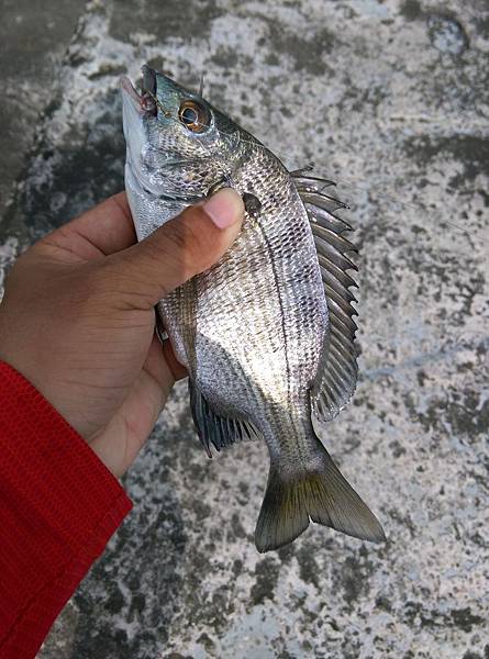 20150629魚5.jpg 20150629魚5.jpg