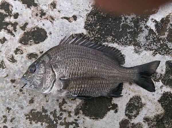 20150629魚6.jpg 20150629魚6.jpg