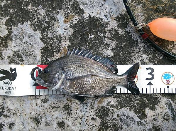 20150629魚7.jpg 20150629魚7.jpg