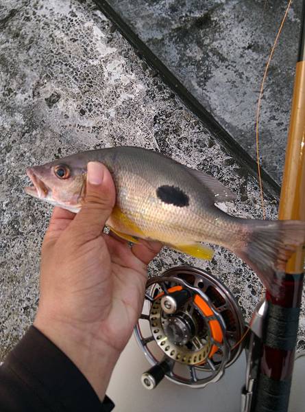 20150704魚4.jpg 20150704魚4.jpg
