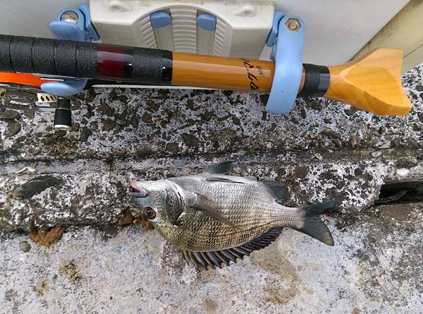 20150704魚1.jpg 20150704魚1.jpg