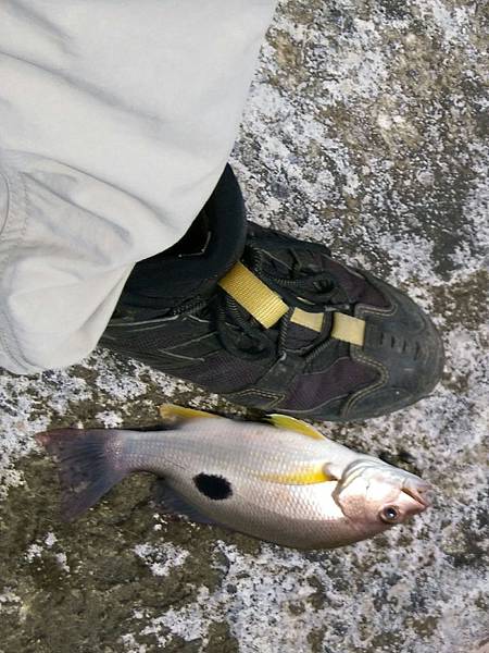 20150704魚3.jpg 20150704魚3.jpg