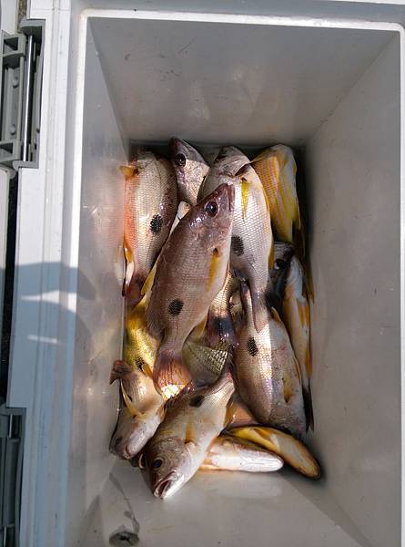 20150704魚5.jpg 20150704魚5.jpg