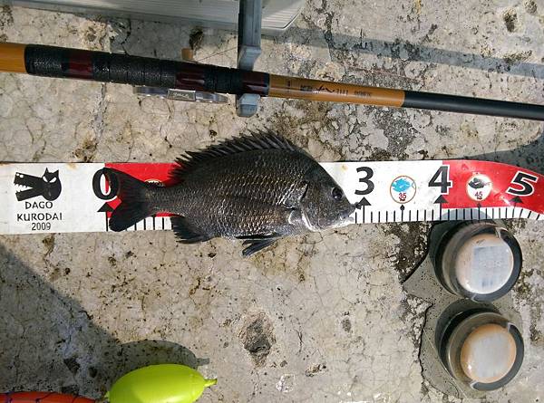 20150717北堤魚 20150717北堤魚