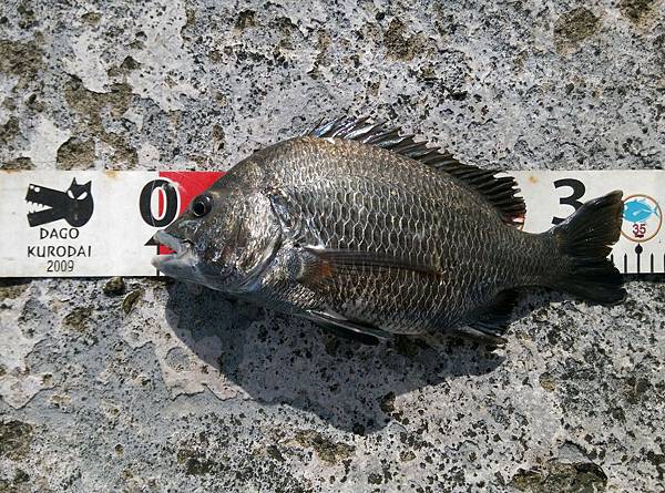 20150721魚1.jpg 20150721魚1.jpg
