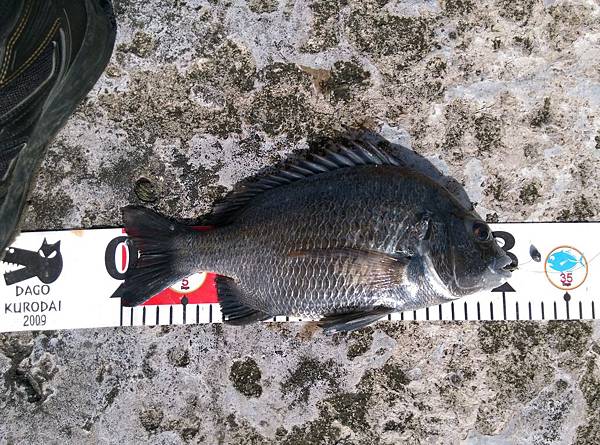 20150721魚2.jpg 20150721魚2.jpg