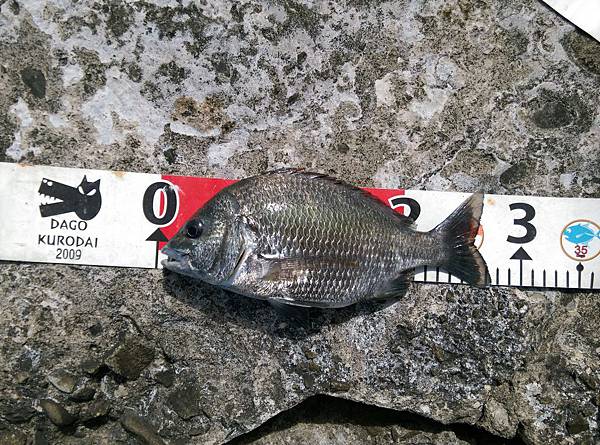 20150721魚3.jpg 20150721魚3.jpg