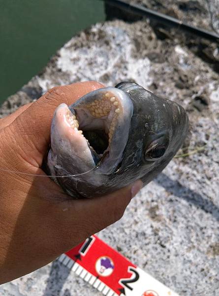20150721魚嘴1.jpg 20150721魚嘴1.jpg