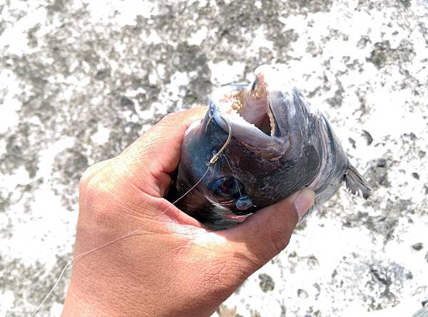 20150721魚嘴2.jpg 20150721魚嘴2.jpg