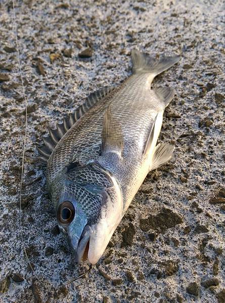 10150727魚1.jpg 10150727魚1.jpg