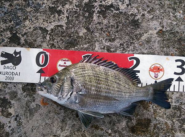 20150727魚3.jpg 20150727魚3.jpg
