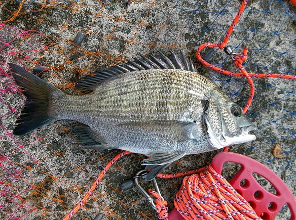 20150727魚4.jpg 20150727魚4.jpg