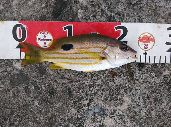 20150727魚6.jpg 20150727魚6.jpg