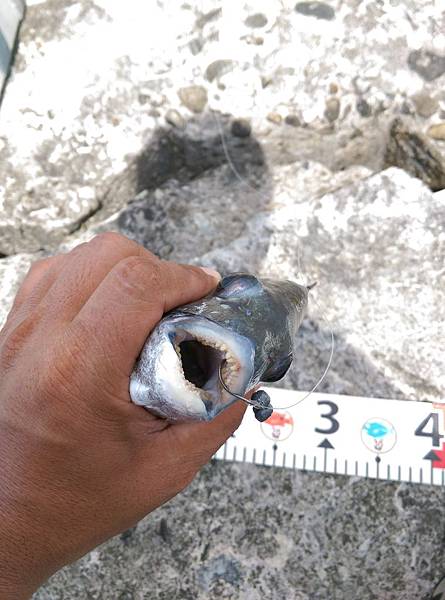 20150727魚7.jpg 20150727魚7.jpg